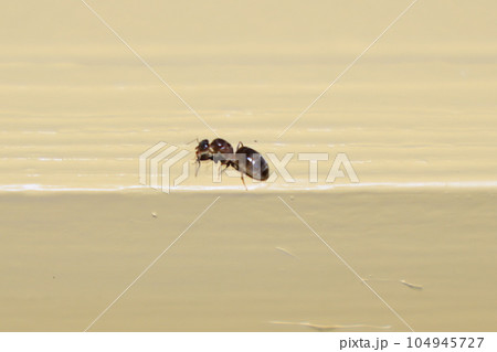 羽を落としたばかり羽アリ 104945727