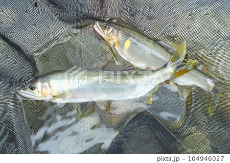鮎の友釣り 鮎の友釣り 104946027