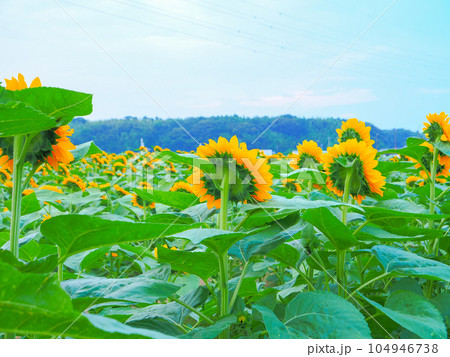 夏の風物詩向日葵7月 104946738
