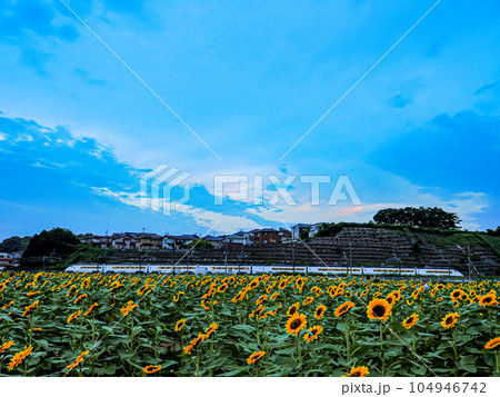 夏の風物詩向日葵7月 夏の風物詩向日葵7月 104946742