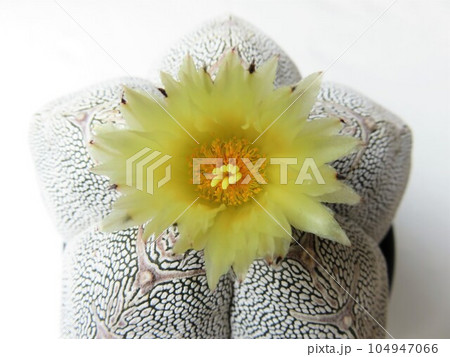恩塚鸞鳳玉 花 恩塚鸞鳳玉 花 104947066