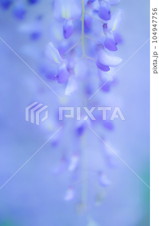 藤の花 104947756