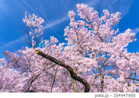《長野県》桜満開・春の高遠城址公園 《長野県》桜満開・春の高遠城址公園 104947908