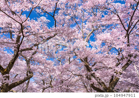 《長野県》桜満開・春の高遠城址公園 104947911