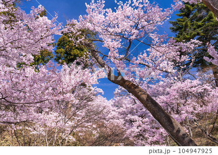 《長野県》桜満開・春の高遠城址公園 104947925