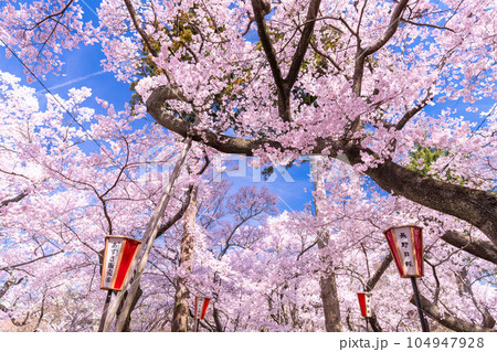 《長野県》桜満開・春の高遠城址公園 《長野県》桜満開・春の高遠城址公園 104947928