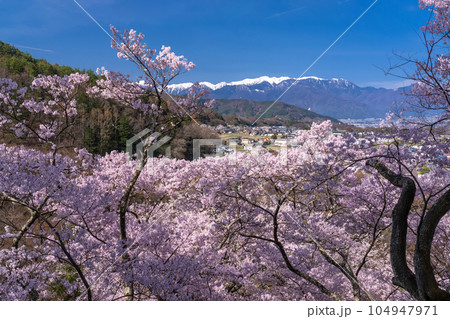《長野県》桜満開・春の高遠城址公園 104947971