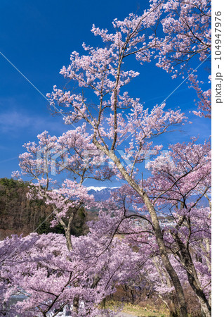 《長野県》桜満開・春の高遠城址公園 104947976