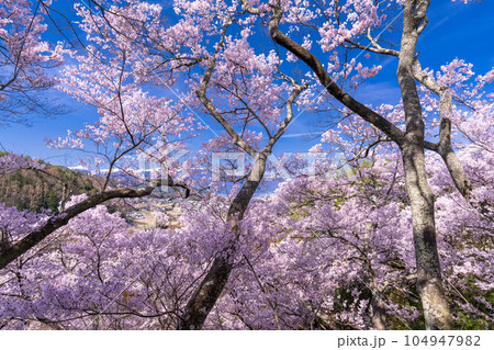 《長野県》桜満開・春の高遠城址公園 104947982