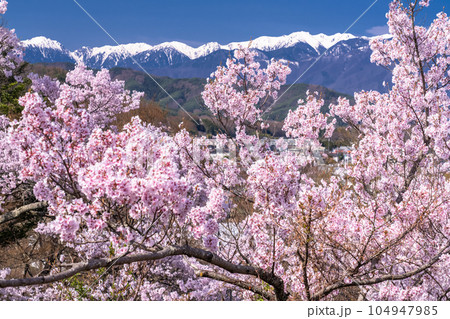 《長野県》桜満開・春の高遠城址公園 104947985