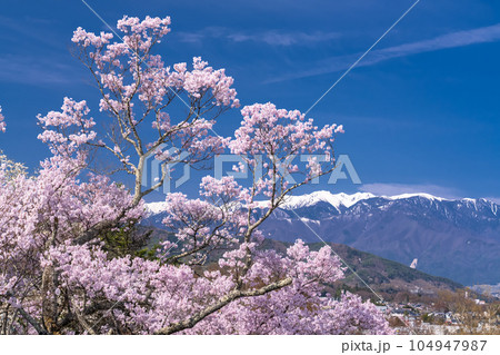 《長野県》桜満開・春の高遠城址公園 《長野県》桜満開・春の高遠城址公園 104947987