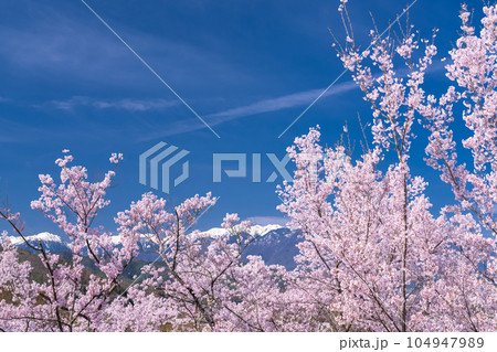 《長野県》桜満開・春の高遠城址公園 104947989