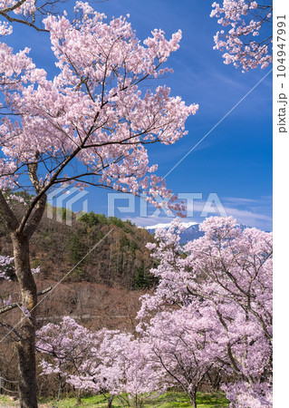 《長野県》桜満開・春の高遠城址公園 104947991