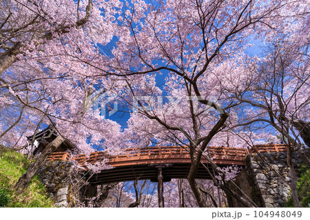 《長野県》桜満開・春の高遠城址公園 104948049