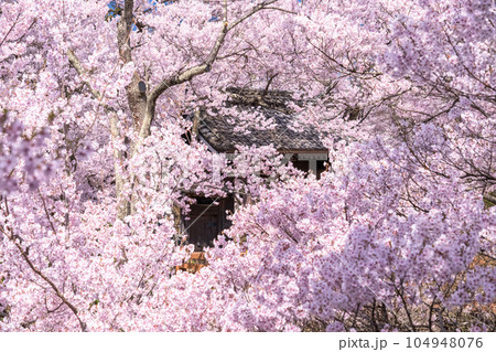 《長野県》桜満開・春の高遠城址公園 104948076