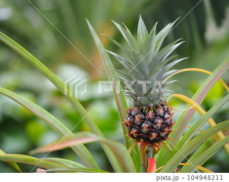 可愛らしいパイナップルの実 104948211