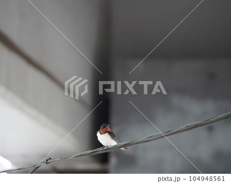 電線に止まって休んでいる燕 104948561