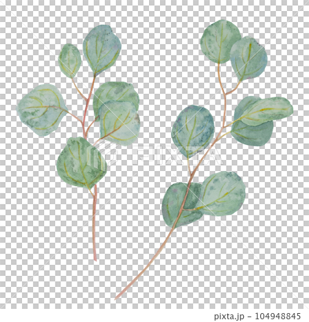 Eucalyptus branch watercolor hand drawn floral illustration. Botanical painting of greenery leaves are isolated. Good as an element in the decorative design of wedding invitations, greetings, textile 104948845