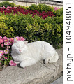 A white cat is laying down on the ground with garden background 104948851