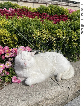 A white cat is laying down on the ground with garden background 104948851