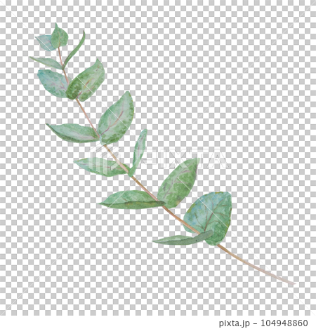 Eucalyptus branch watercolor hand drawn floral illustration. Botanical painting of greenery leaves are isolated. Good as an element in the decorative design of wedding invitations, greetings, textile Eucalyptus branch watercolor hand drawn floral illustration. Botanical painting of greenery leaves are isolated. Good as an element in the decorative design of wedding invitations, greetings, textile 104948860
