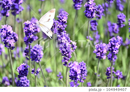 ラベンダーの花で羽を広げて一休みの蝶の写真素材 [104949407] - PIXTA