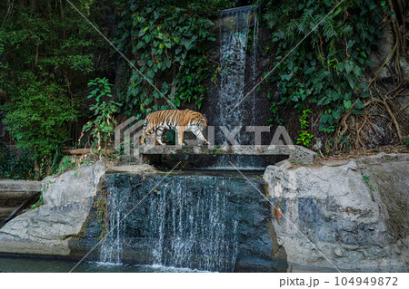 siberian tiger in the zoo siberian tiger in the zoo 104949872