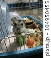 hamster photo 104950455