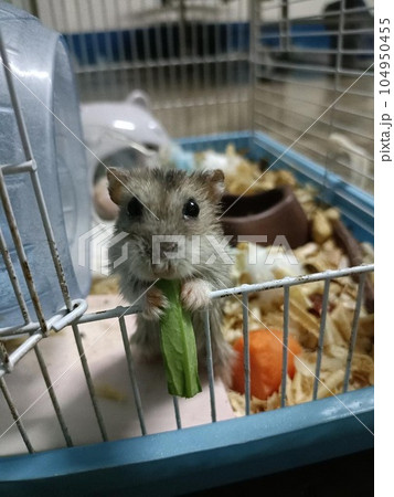 hamster photo hamster photo 104950455