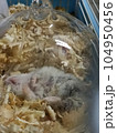 hamster photo 104950456