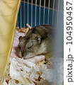 hamster photo 104950457