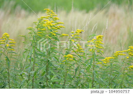 セイダカアワダチソウが咲き始めた休耕地 セイダカアワダチソウが咲き始めた休耕地 104950757