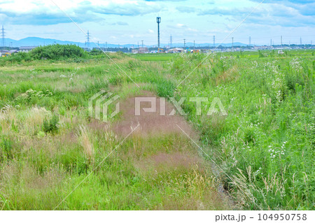 休耕地に生い茂る美しい稲科の植物達 懐かしい原っぱ 休耕地に生い茂る美しい稲科の植物達 懐かしい原っぱ 104950758
