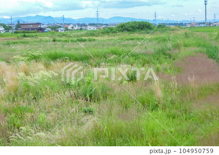 休耕地に生い茂る美しい稲科の植物達 懐かしい原っぱ 休耕地に生い茂る美しい稲科の植物達 懐かしい原っぱ 104950759