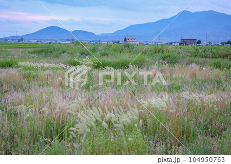 休耕地に生い茂る美しい稲科の植物達 懐かしい原っぱ 休耕地に生い茂る美しい稲科の植物達 懐かしい原っぱ 104950763