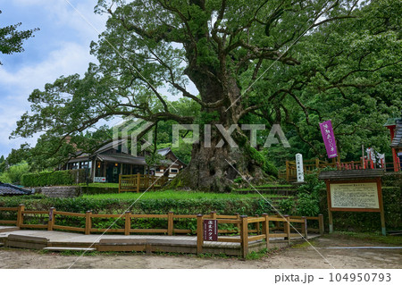 日本一の巨樹　蒲生の大クス 104950793