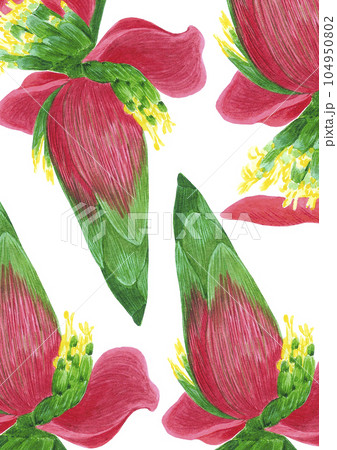 Hand drawn banana palmtree blossom watercolor poster isolated on white background. Can be used for cards, poster, label, postcard. Hand drawn banana palmtree blossom watercolor poster isolated on white background. Can be used for cards, poster, label, postcard. 104950802