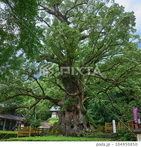 日本一の巨樹　蒲生の大クス 104950850