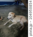 picture of thai dog 104950854