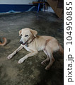 picture of thai dog 104950855