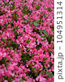 満開の躑躅（ツツジ） 104951314