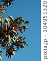 青空に映える赤い実 104951320