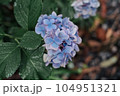 雨上がりの艶やかなアジサイ 104951321