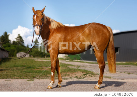 Portrait of bay horse in full growth 104952070