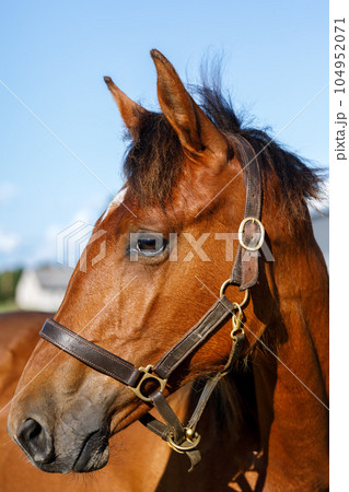Muzzle of a red horse close-up 104952071