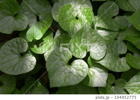 フタバアオイ　葉模様 104952775