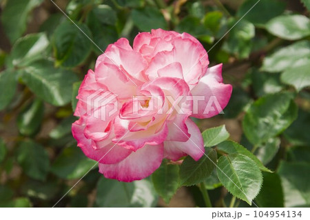 バラ（ニコール）　都内の公園にて 104954134