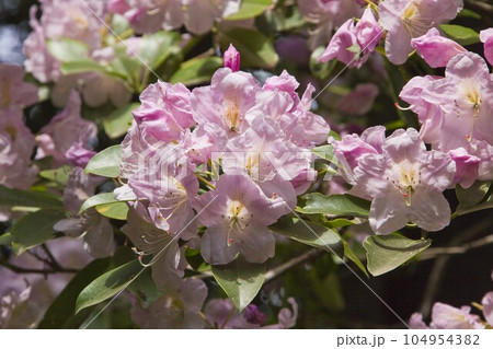 西洋しゃくなげ　都内の公園にて 104954382