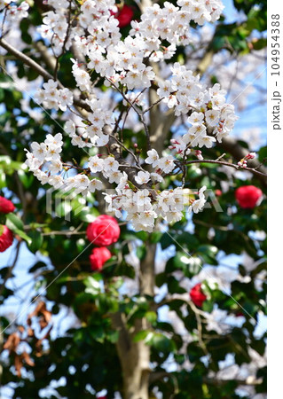 天朝山公園の桜（新潟県） 104954388