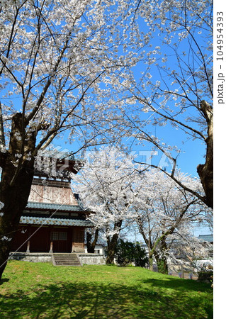 天朝山公園の桜(新潟県) 天朝山公園の桜(新潟県) 104954393